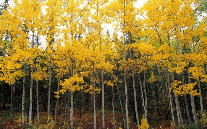 黄色の葉、木、森、秋 壁紙 ピクチャー
