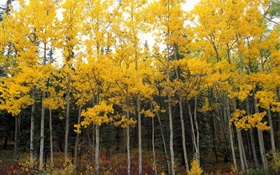 黄色の葉、木、森、秋