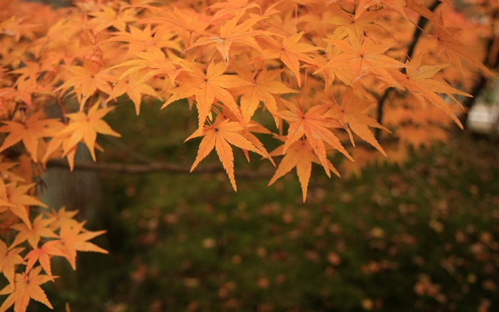 黄色のカエデの葉、小枝、秋 壁紙 ピクチャー