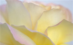 イエローバラの花びらクローズアップ HDの壁紙