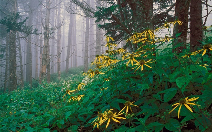 森の中の黄色の野生の花 壁紙 ピクチャー