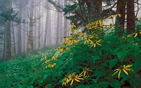 森の中の黄色の野生の花 HDの壁紙