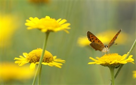 黄色の野生の花、昆虫、蝶