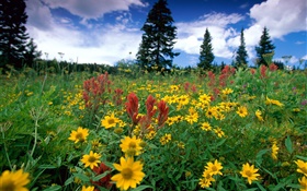 黄色の野生の花、自然、雲 HDの壁紙