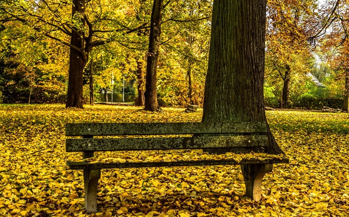 秋、公園、ベンチ、木、黄色の葉の地面 壁紙 ピクチャー