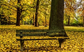 秋、公園、ベンチ、木、黄色の葉の地面