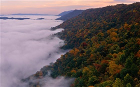 美しい自然の風景、山、木、秋、霧、夜明け HDの壁紙