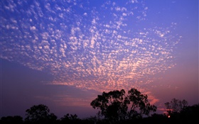 美しい夕日、空、雲、木のシルエット HDの壁紙