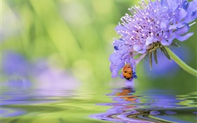 ブルー花、てんとう虫、水、反射