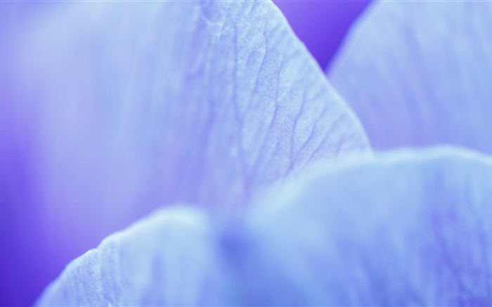 ブルーの花はマクロ撮影を花びら 壁紙 ピクチャー
