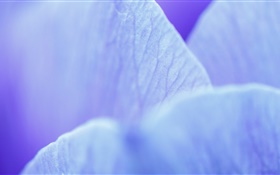 ブルーの花はマクロ撮影を花びら HDの壁紙