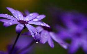 サイネリア、紫色の花、花びら、水滴 HDの壁紙