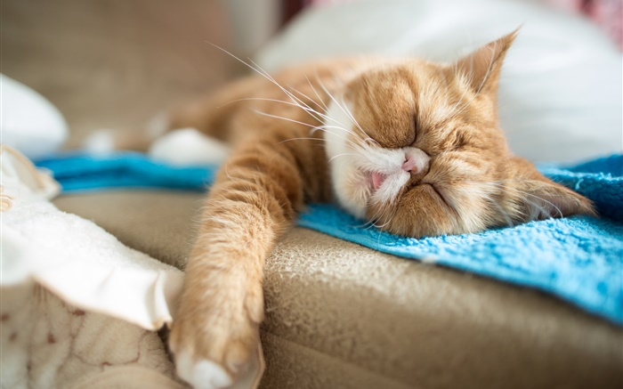 眠りに落ちるかわいい猫 壁紙 ピクチャー