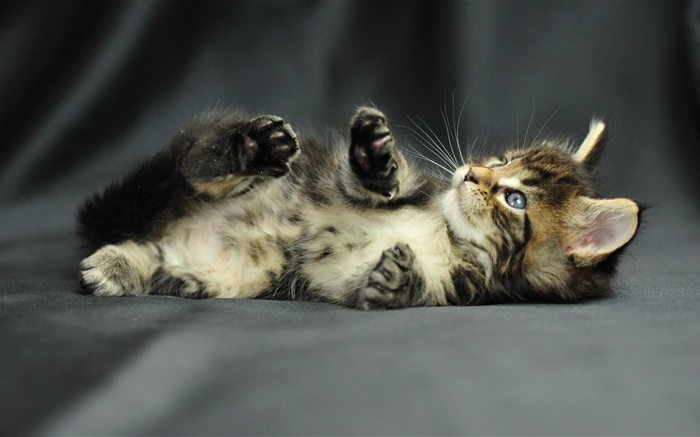 かわいい子猫の赤ちゃん 壁紙 ピクチャー