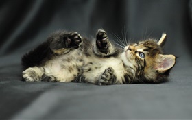 かわいい子猫の赤ちゃん HDの壁紙