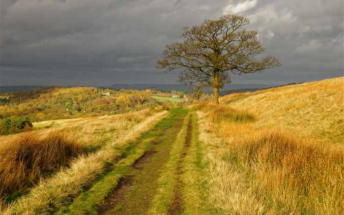 イングランドの自然の風景、草、道路、木、雲、秋 壁紙 ピクチャー