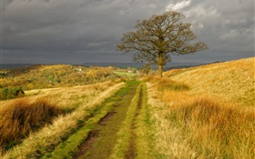 イングランドの自然の風景、草、道路、木、雲、秋
