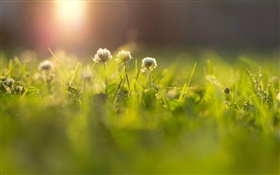 花、草、牧草地、太陽の光、ボケ味 HDの壁紙