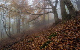 森林、自然、霧、夜明け、秋
