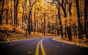 森、道路、黄色の葉、木、秋 HDの壁紙