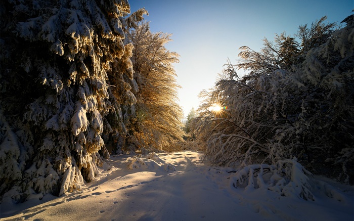 ドイツ、ヘッセン、冬、雪、木、太陽の光 壁紙 ピクチャー