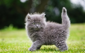 草の中にグレーふわふわ子猫