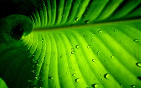 緑の葉クローズアップ、ストライプ、水滴 HDの壁紙