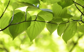緑の葉、枝、自然の風景、ボケ味 HDの壁紙