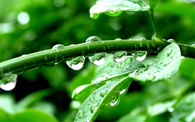 緑の植物、後の雨、水滴