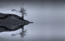 湖、木、水の反射、モノクロ、スコットランド HDの壁紙