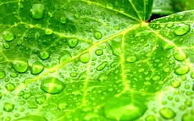 葉クローズアップ、緑、水滴 HDの壁紙