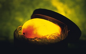 光果物、巣の中マンゴー HDの壁紙