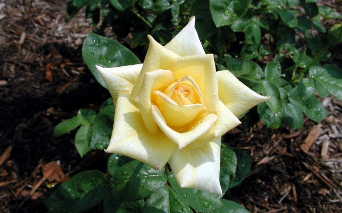淡黄色の花バラ、露 壁紙 ピクチャー