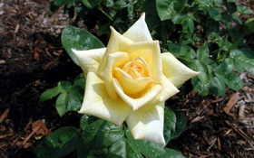 淡黄色の花バラ、露 HDの壁紙