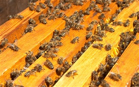 多くの蜂、ミツバチの巣箱