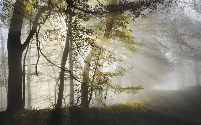 朝、霧、木、太陽の光、秋 壁紙 ピクチャー