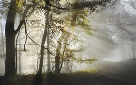 朝、霧、木、太陽の光、秋 HDの壁紙