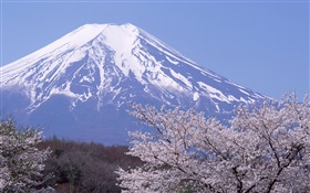 富士山、日本、春、桜の花咲きます