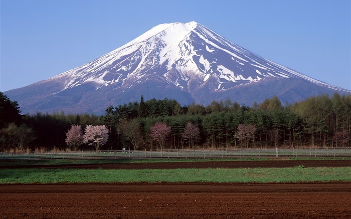 富士山、日本、木、圃場 壁紙 ピクチャー
