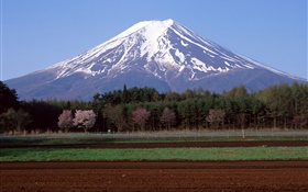 富士山、日本、木、圃場 HDの壁紙