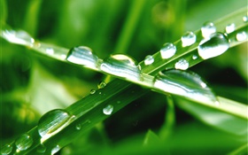 自然のクローズアップ、緑の草、葉、水滴