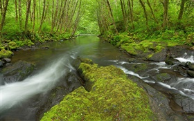 Nestucca川、オレゴン州、アメリカ、コケ、木、緑 HDの壁紙