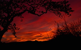 夜、赤い空、雲、木、草、黒、シルエット HDの壁紙