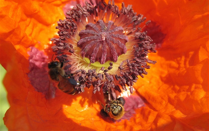 オレンジの花、雌しべ、蜂 壁紙 ピクチャー