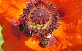 オレンジの花、雌しべ、蜂 HDの壁紙