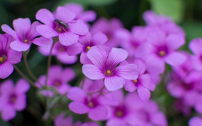 カタバミ、紫色の花、花びら、マクロ撮影 壁紙 ピクチャー