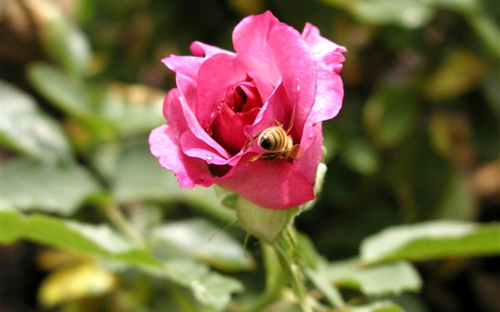 ピンクの花、露、蜂をバラ 壁紙 ピクチャー
