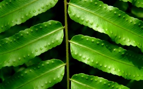 植物緑の葉クローズアップ HDの壁紙