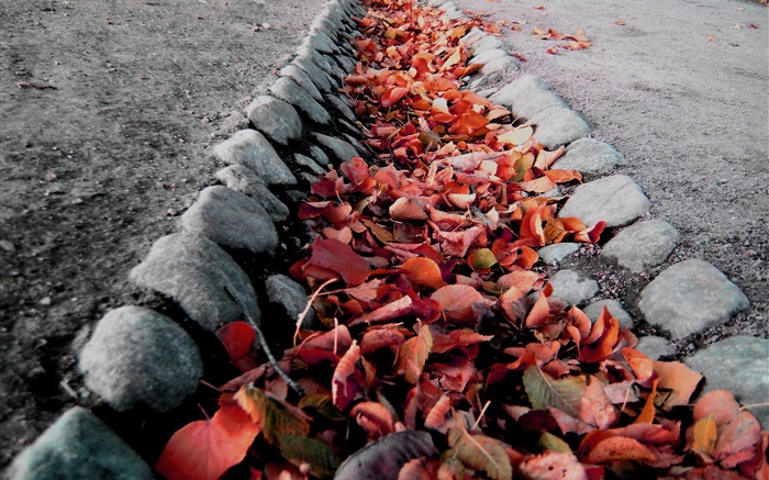 赤葉、地面、秋 壁紙 ピクチャー
