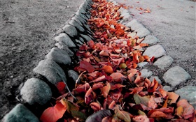 赤葉、地面、秋